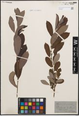 Foto von Salix cinerea L.